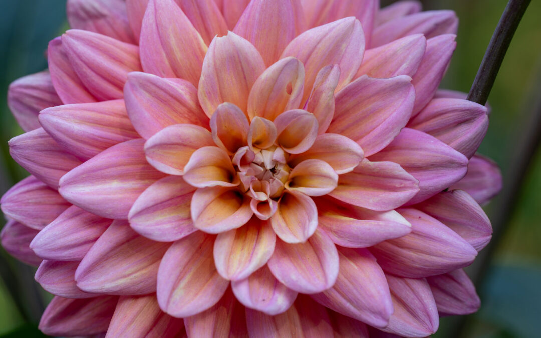 Definicja Mistrzostwa – gdy artyzm spotyka się z praktycznością.