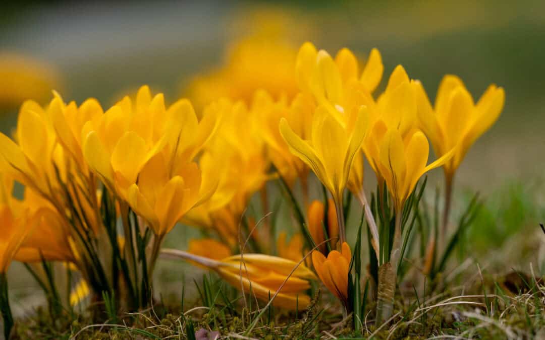 Everybody blooms in their own season