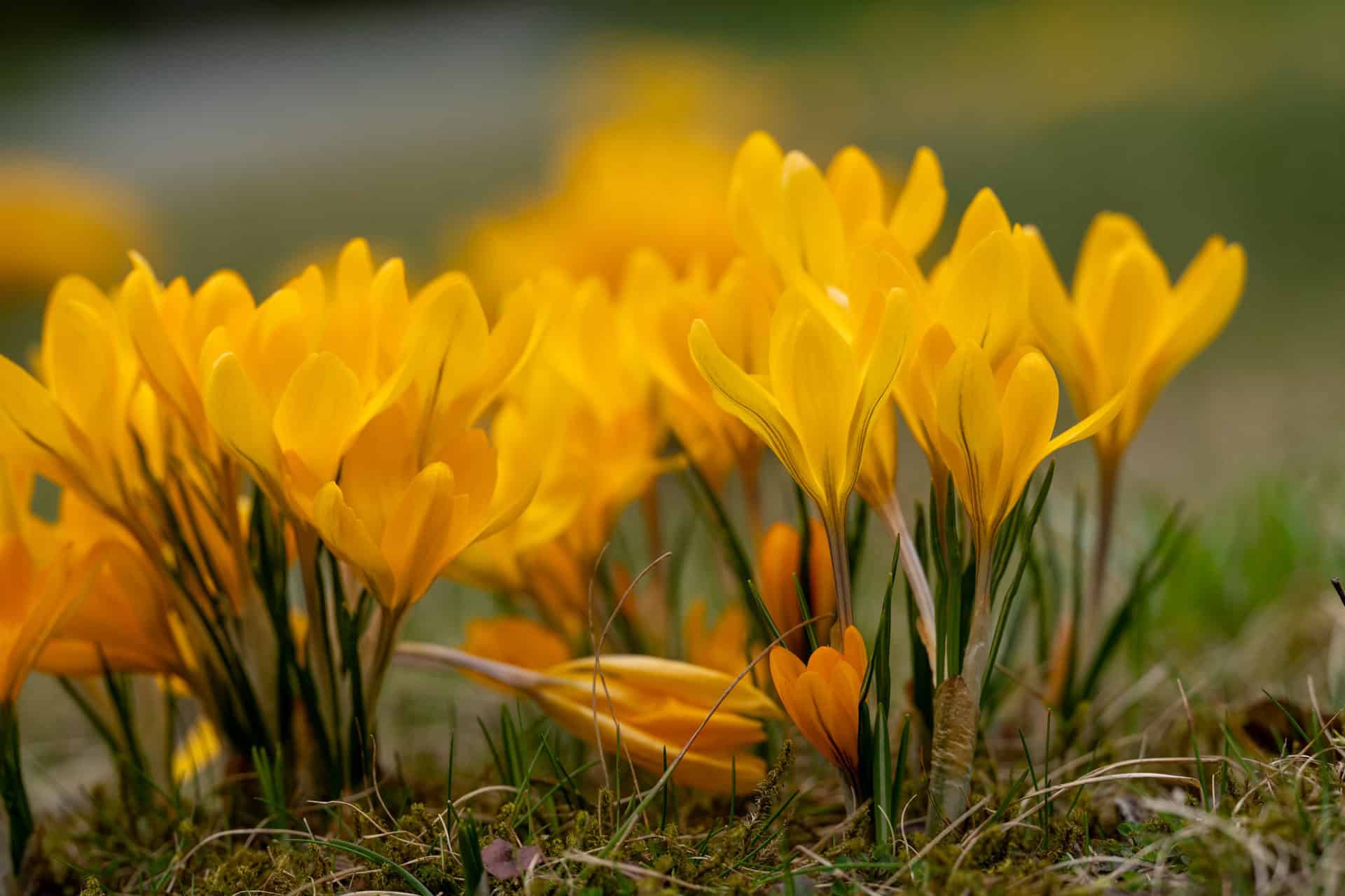 Everybody blooms in their own season